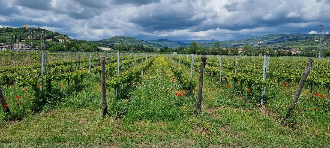 Agriturismo Alle Albare Montorio Veronese Exteriör bild